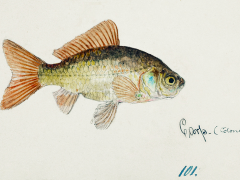  复古手绘水彩海鱼插画，海鱼图40 