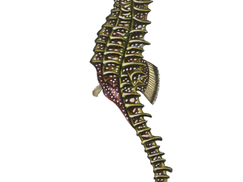  高清复古写实鱼类插画,海洋动物插画8 