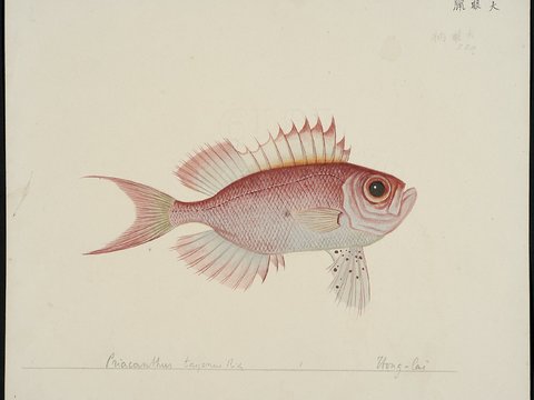 复古手绘水彩海鱼插画，手绘鱼类插画315