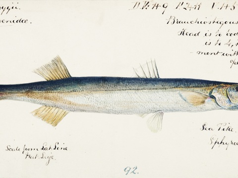  复古手绘水彩海鱼插画，海鱼图61 