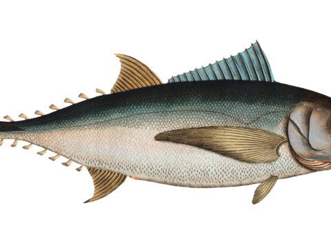  高清复古写实鱼类插画,海洋动物插画93 