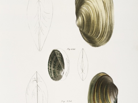 复古海洋鱼类插画，虾蟹贝插画5