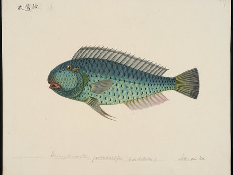 复古手绘水彩海鱼插画，手绘鱼类插画435