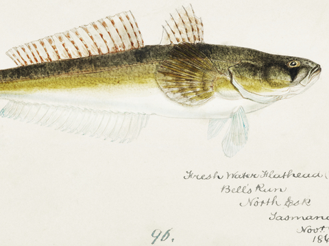  复古手绘水彩海鱼插画，海鱼图63 