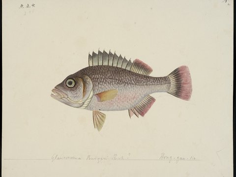  复古手绘水彩海鱼插画，手绘鱼类插画240 