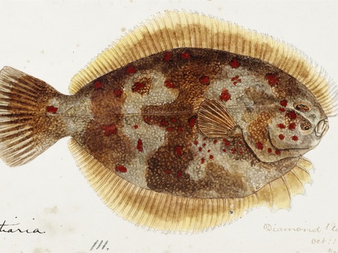 复古手绘水彩海鱼插画，海鱼图82