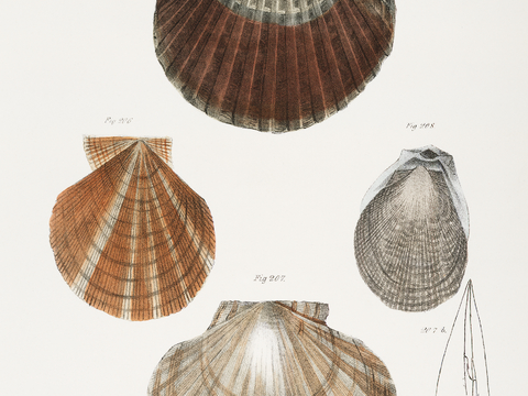 复古海洋鱼类插画，虾蟹贝插画7