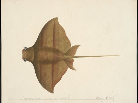 复古手绘水彩海鱼插画，手绘鱼类插画99