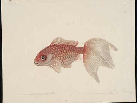 复古手绘水彩海鱼插画，手绘鱼类插画433