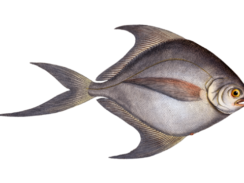  高清复古写实鱼类插画,海洋动物插画70 