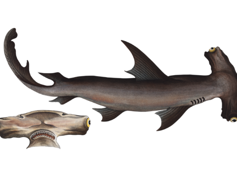  高清复古写实鱼类插画,海洋动物插画83 