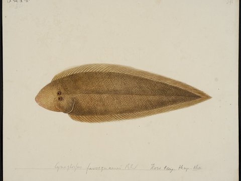  复古手绘水彩海鱼插画，手绘鱼类插画338 