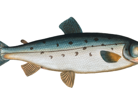  高清复古写实鱼类插画,海洋动物插画71 