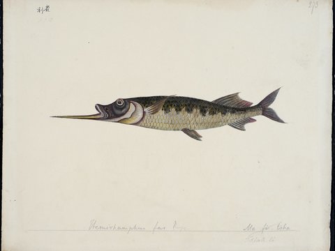  复古手绘水彩海鱼插画，手绘鱼类插画270 