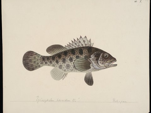 复古手绘水彩海鱼插画，手绘鱼类插画62