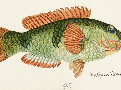  复古手绘水彩海鱼插画，海鱼图14 