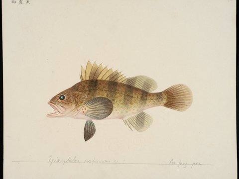 复古手绘水彩海鱼插画，手绘鱼类插画54