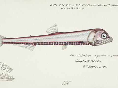 复古手绘水彩海鱼插画，海鱼图23