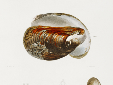 复古海洋鱼类插画，虾蟹贝插画16