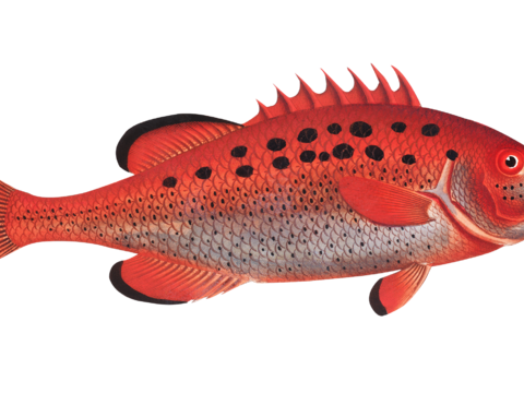  高清复古写实鱼类插画,海洋动物插画78 