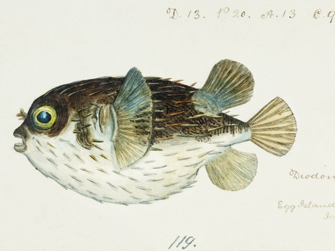  复古手绘水彩海鱼插画，海鱼图32 