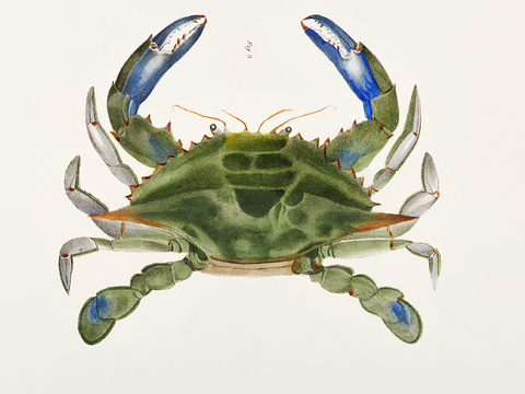 复古海洋鱼类插画，虾蟹贝插画8