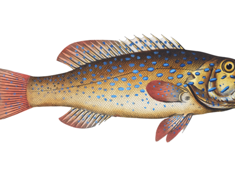  高清复古写实鱼类插画,海洋动物插画80 