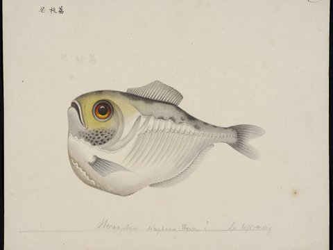 复古手绘水彩海鱼插画，手绘鱼类插画414