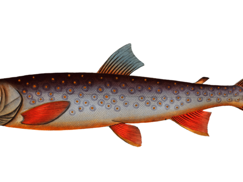  高清复古写实鱼类插画,海洋动物插画96 