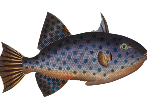  高清复古写实鱼类插画,海洋动物插画64 