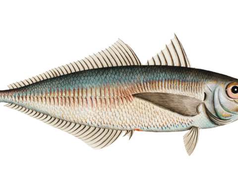  高清复古写实鱼类插画,海洋动物插画75 