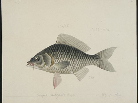  复古手绘水彩海鱼插画，手绘鱼类插画250 