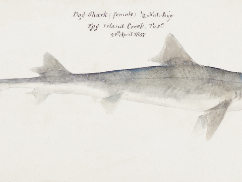  复古手绘水彩海鱼插画，海鱼图8 