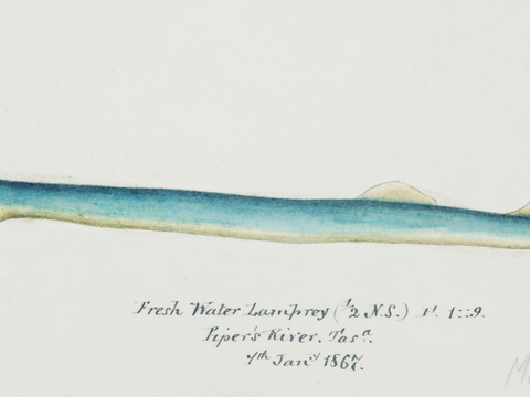 复古手绘水彩海鱼插画，海鱼图51