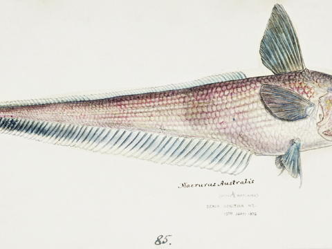  复古手绘水彩海鱼插画，海鱼图38 