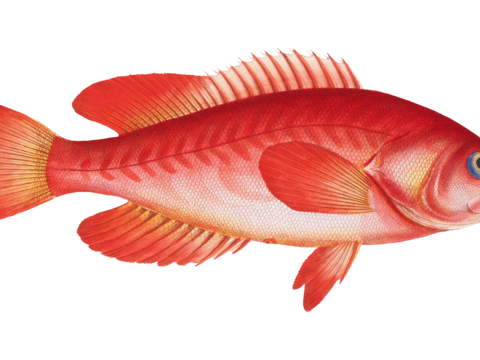  高清复古写实鱼类插画,海洋动物插画94 