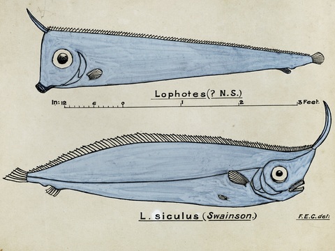  复古手绘水彩海鱼插画，海鱼图20 