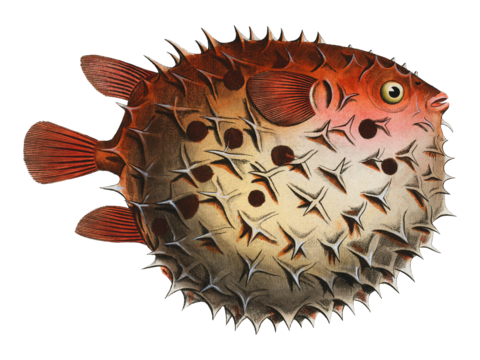  高清复古写实鱼类插画,海洋动物插画89 