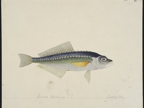  复古手绘水彩海鱼插画，手绘鱼类插画159 