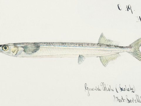  复古手绘水彩海鱼插画，海鱼图85 