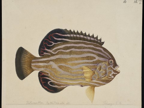  复古手绘水彩海鱼插画，手绘鱼类插画255 