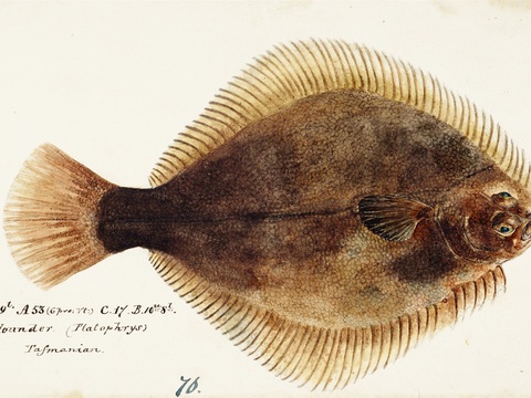 复古手绘水彩海鱼插画，海鱼图71