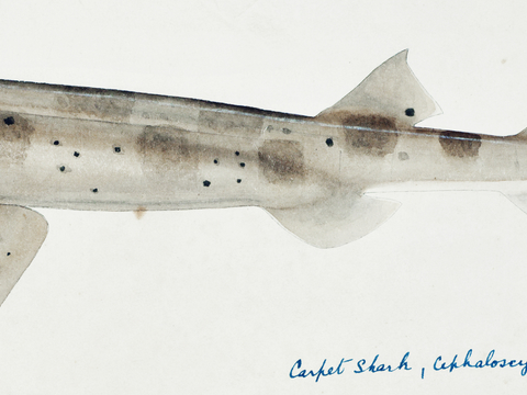  复古手绘水彩海鱼插画，海鱼图34 