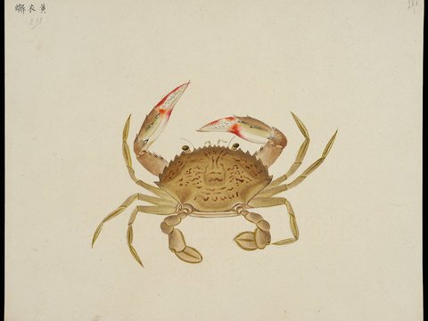  复古手绘水彩海鱼插画，手绘鱼类插画287 