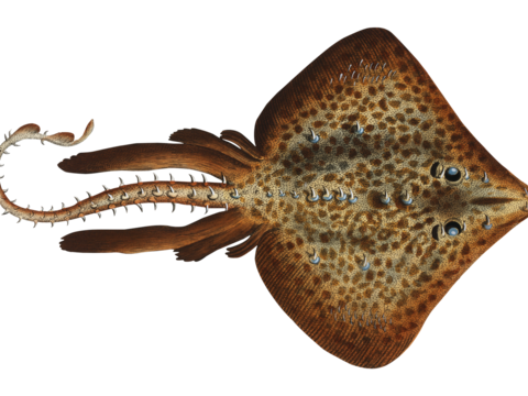  高清复古写实鱼类插画,海洋动物插画63 