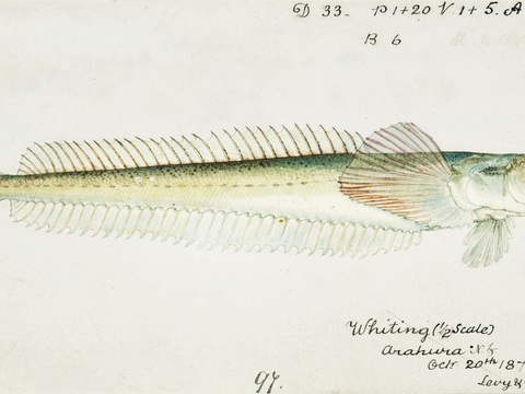  复古手绘水彩海鱼插画，海鱼图26 