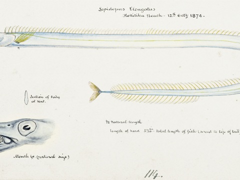 复古手绘水彩海鱼插画，海鱼图95