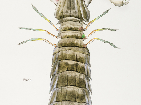 复古海洋鱼类插画，虾蟹贝插画3