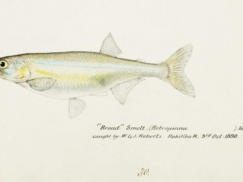  复古手绘水彩海鱼插画，海鱼图36 