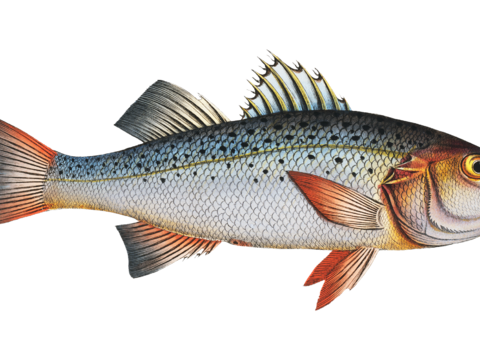  高清复古写实鱼类插画,海洋动物插画91 